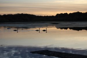 Tranquil Otter Nature Photos | The Tranquil Otter