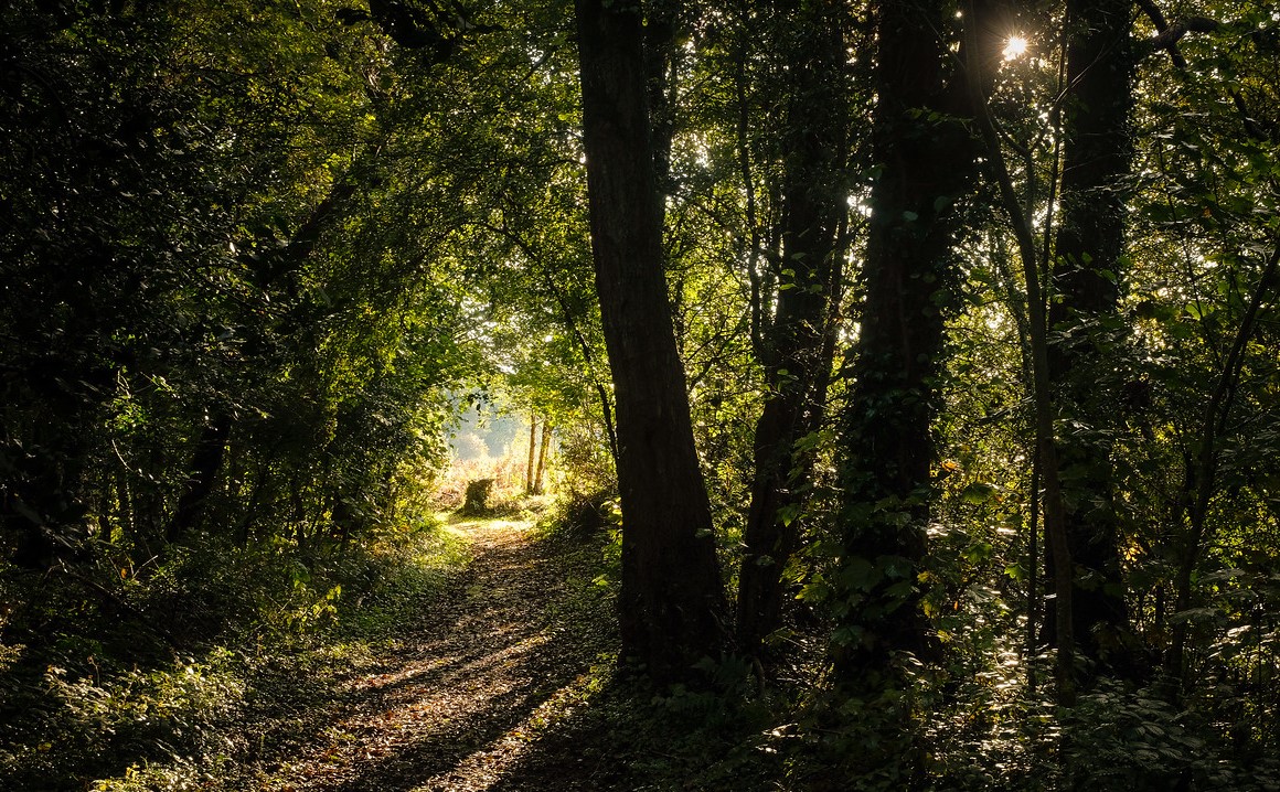 Nature is Your Mindfulness Guide | The Tranquil Otter