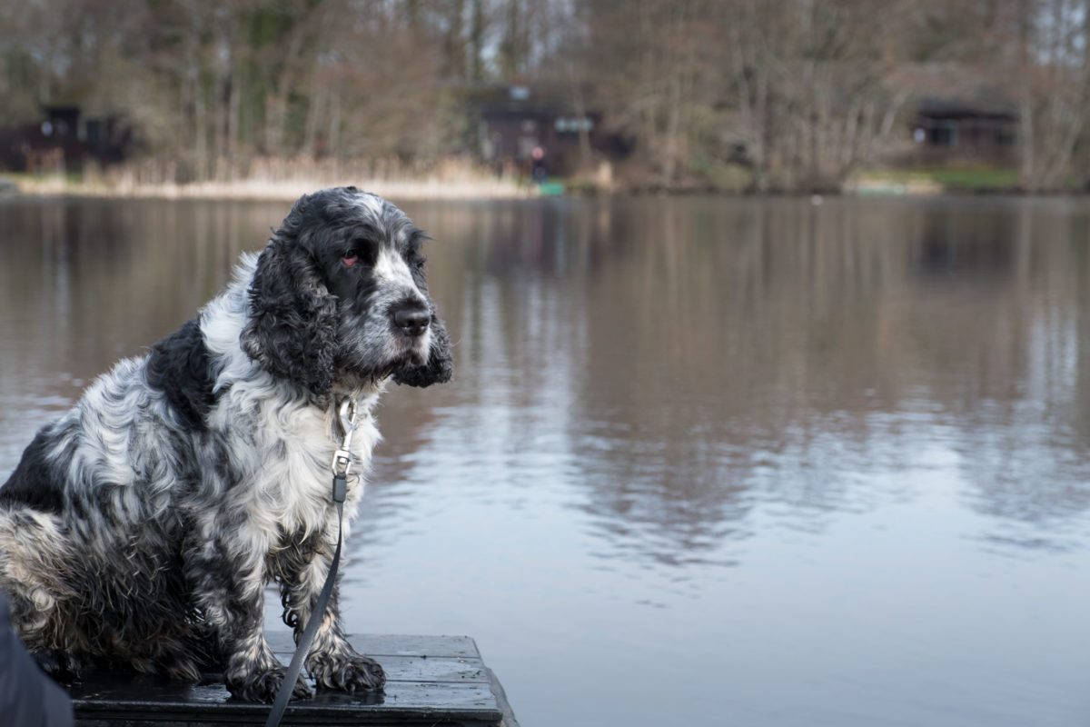 Dog-Friendly Lake District | The Tranquil Otter